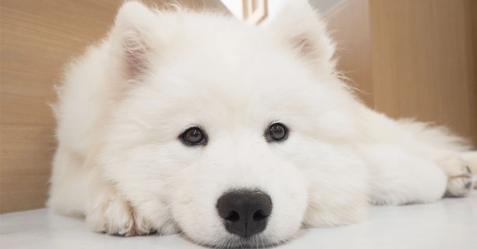 日記】犬になった日｜すぅ
