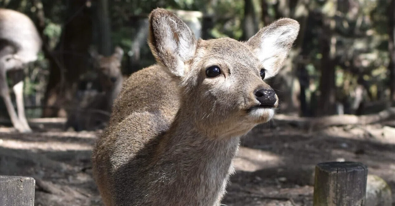 鹿さん専用 スーツ姿で奈良公園に行くと鹿さんがいつもと違うので驚いていました