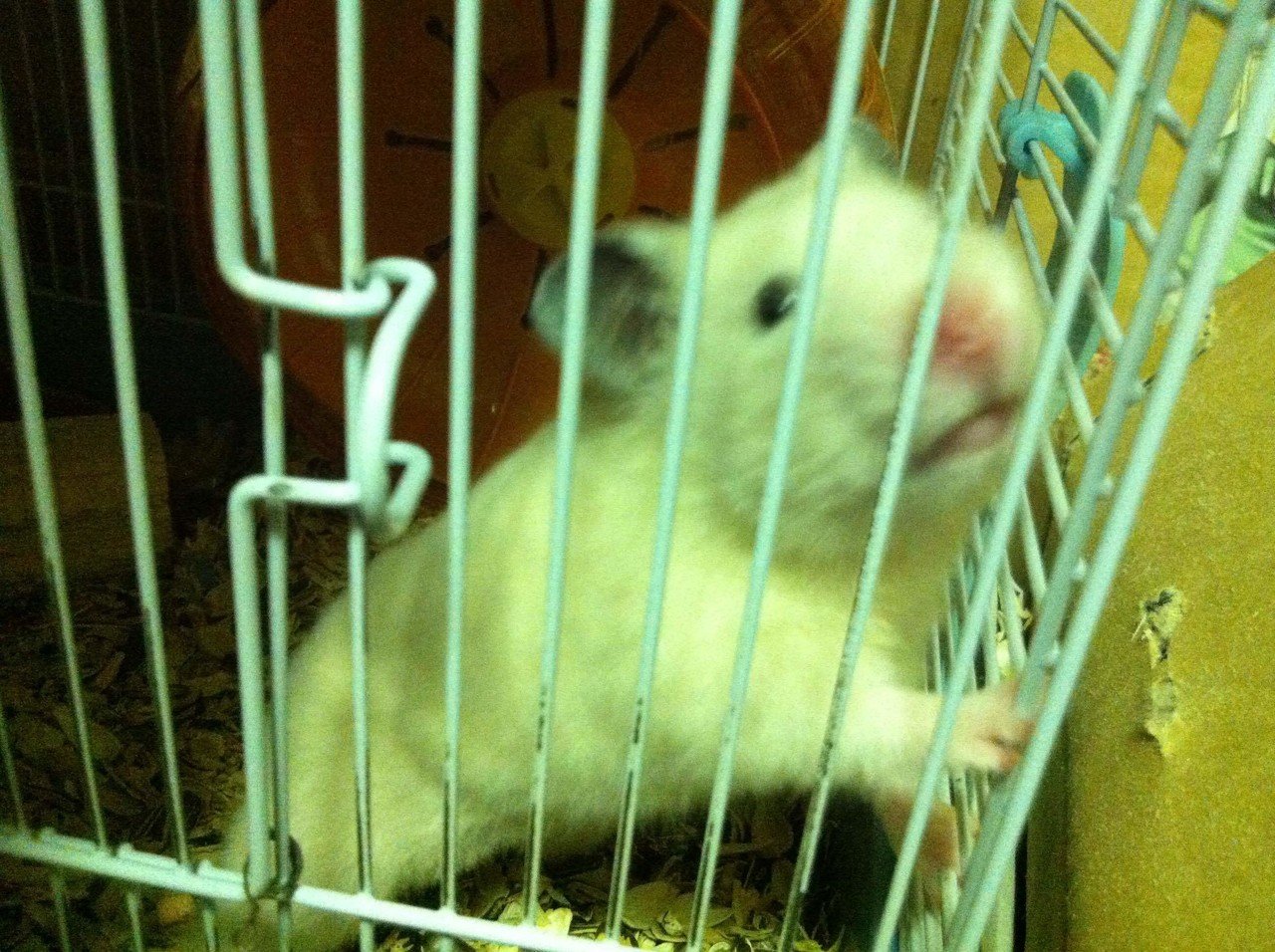 昔の私の可愛いペット 辛い時 癒してくれた子を紹介させて 下さい ハムスターのスノー君 もう居なくなってしまったけど ゲージの中から脱走する達人 だけど 食欲旺盛な為にすぐ捕まる 部屋に新聞 やみ Note 昔の私の可愛いペット 辛い時 癒してくれた子を紹介させて 下さい ハムスターのスノー君 もう居なくなってしまったけど ゲージの中から脱走する達人 だけど 食欲旺盛な為にすぐ捕まる 部屋に新聞 やみ Note