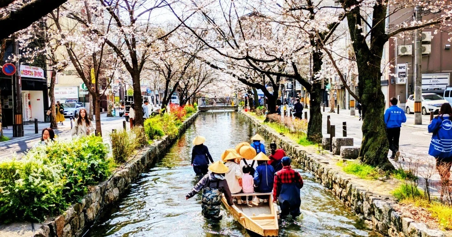 京都ぶらり】咲き始めました！京都の春！ もうすぐ満開に！高瀬川の桜