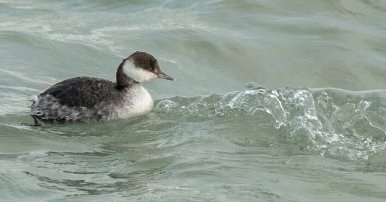 シカゴでバードウォッチング！】 Horned Grebe ミミカイツブリ｜ローリー