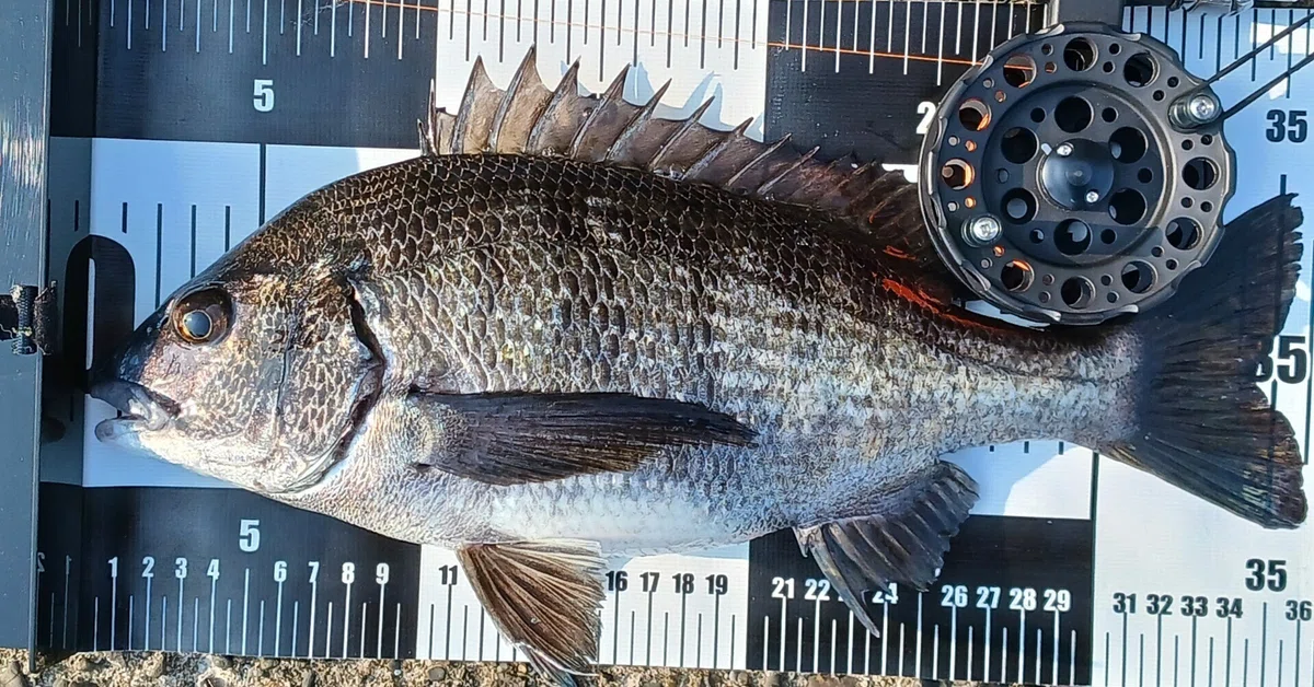 浜名湖流入航路でクロダイのヘチ釣り 浜名湖に春が来た！良型の