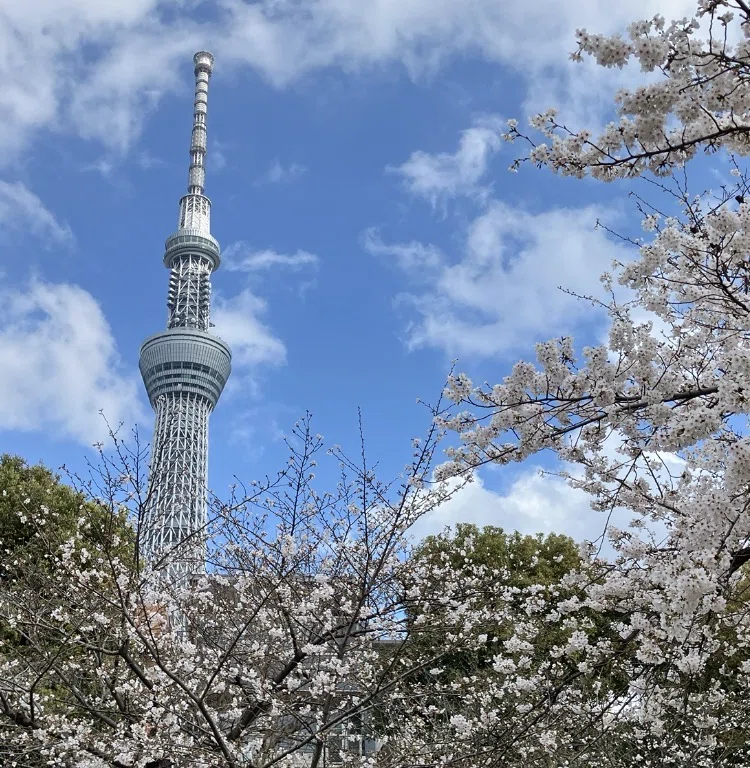 お花見〜桜を見にいろいろ出かけた！桜&観光お散歩日記｜高崎すずか