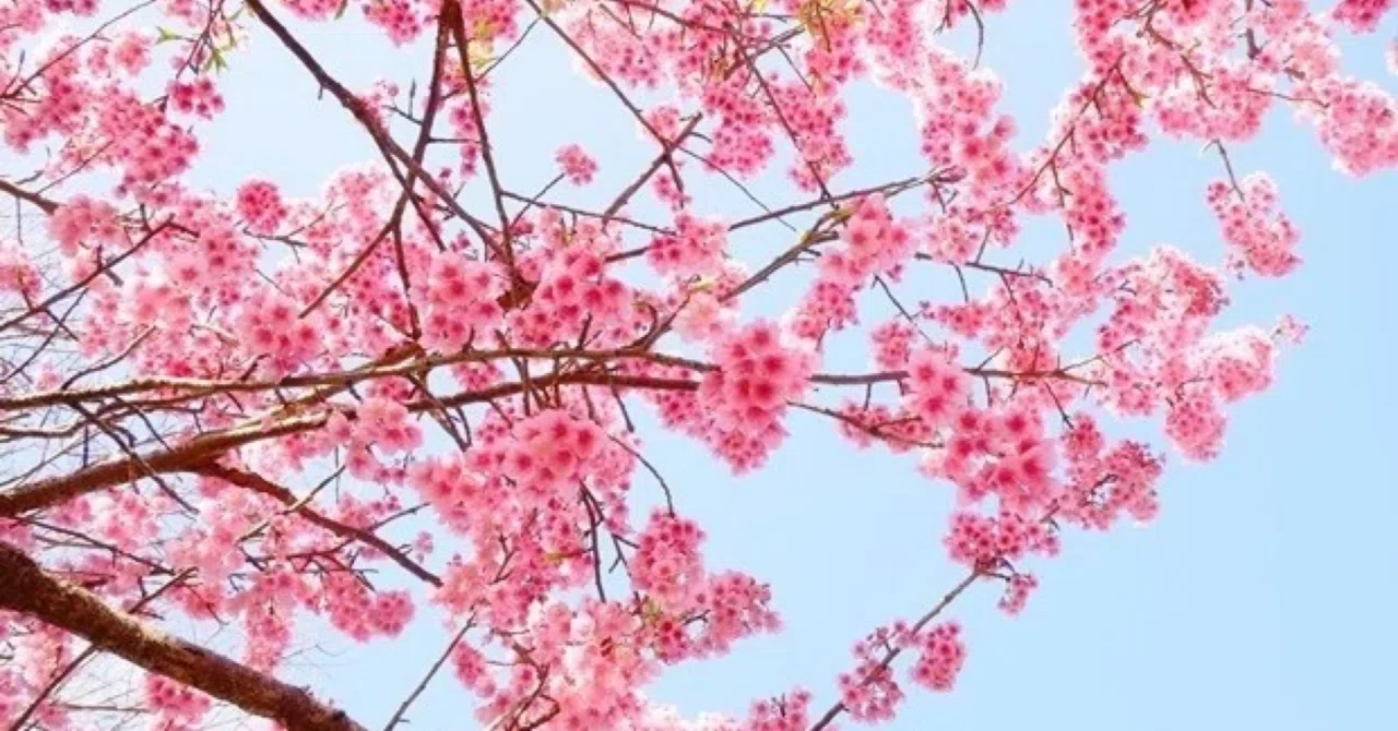 Spring Cartoon Png Spring-themed Picture Books|あおい📚年間4000冊読み聞かせ|絵本と暮らし|フォロバ100
