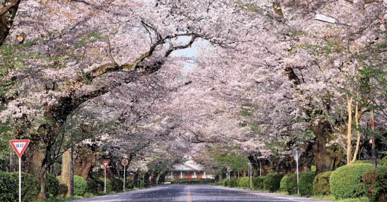母校の600m続く桜並木｜miya