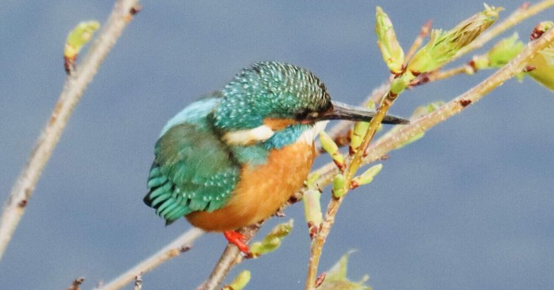 新緑の季節 空堀川のカワセミ 間もなく産卵
