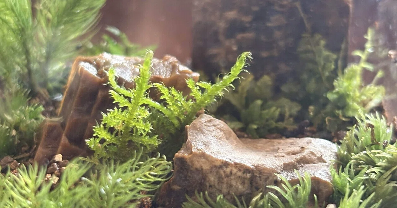 ガラスの中にきらめく命｜苔テラリウム｜mm