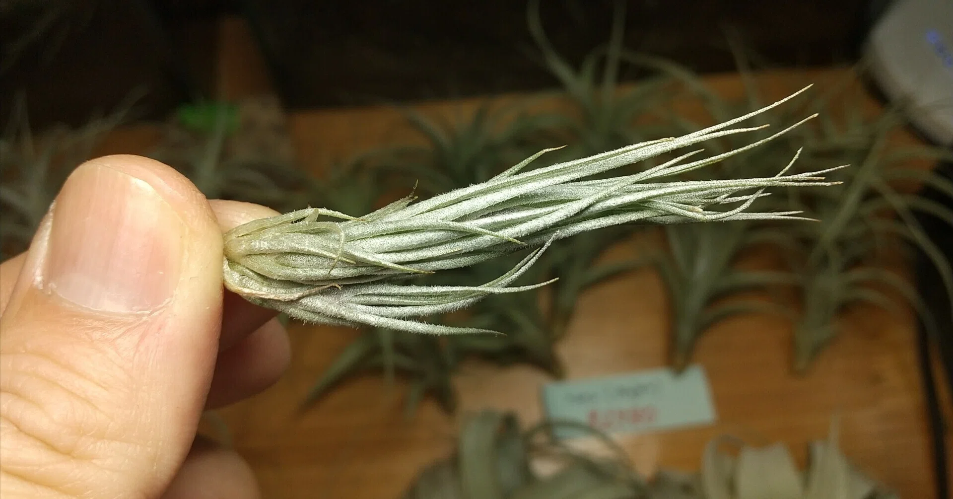 チランジア入荷リスト3/27｜NatureGarden🌿神田