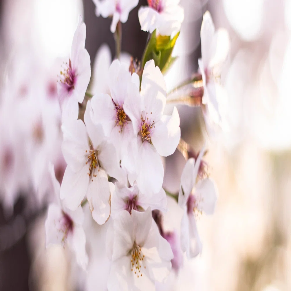 桜ってなんで咲くの？〜実もつけないのに咲く理由を、お子さんに説明