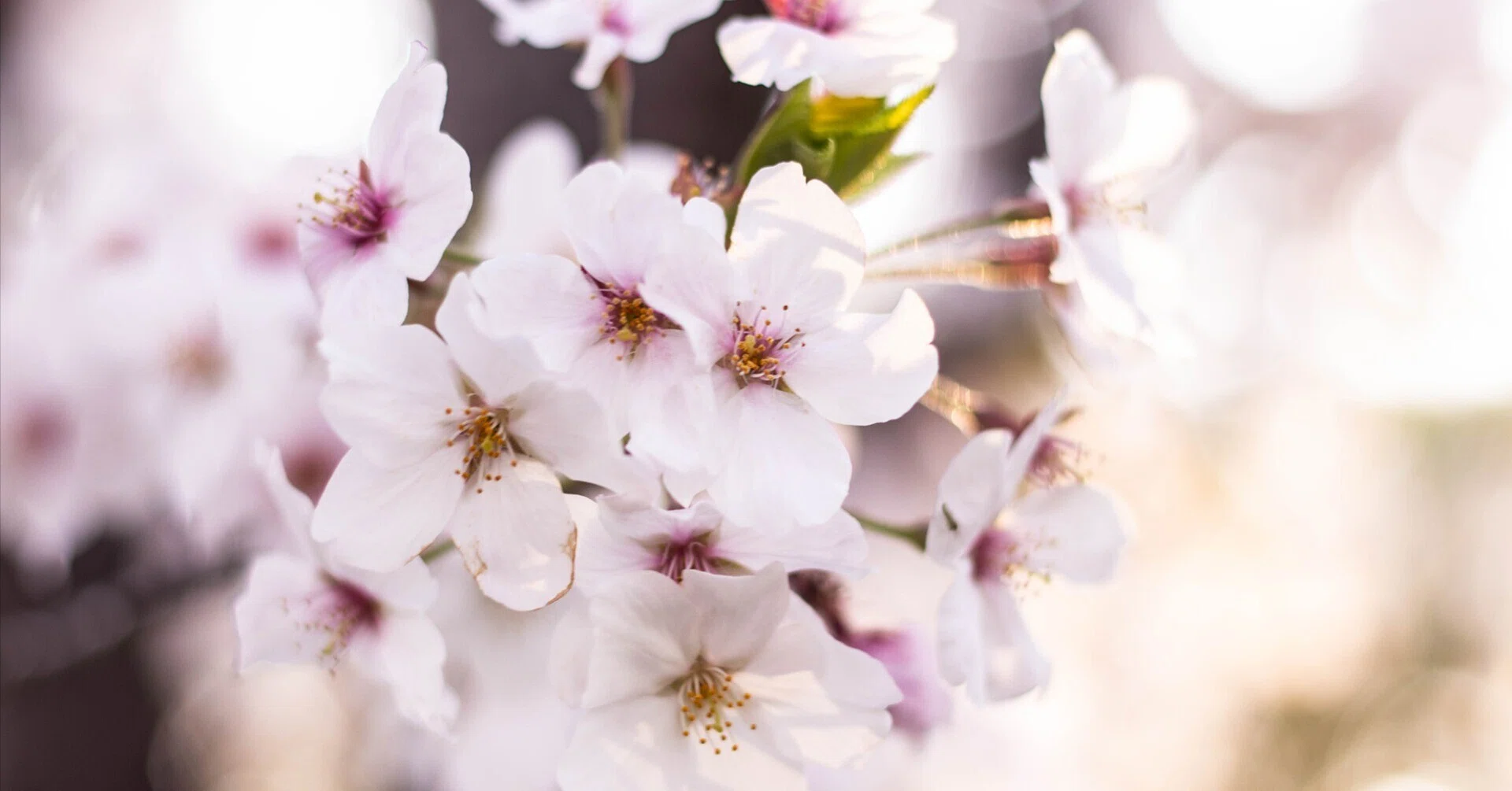 桜ってなんで咲くの?〜実もつけないのに咲く理由を、お子さんに説明 桜ってなんで咲くの?〜実もつけないのに咲く理由を、お子さんに説明