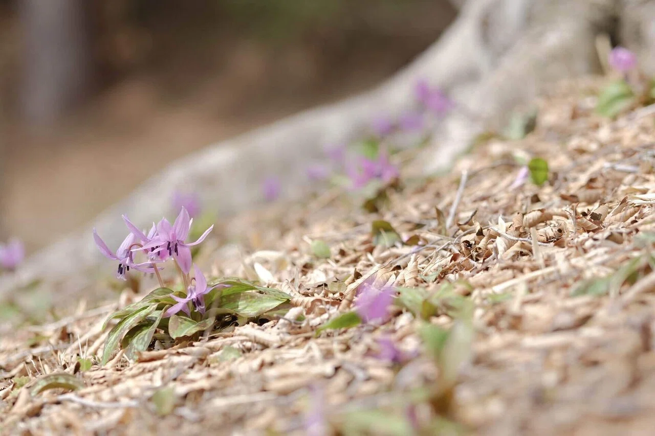 カタクリの可憐な花と山野草｜あ〜さ☆