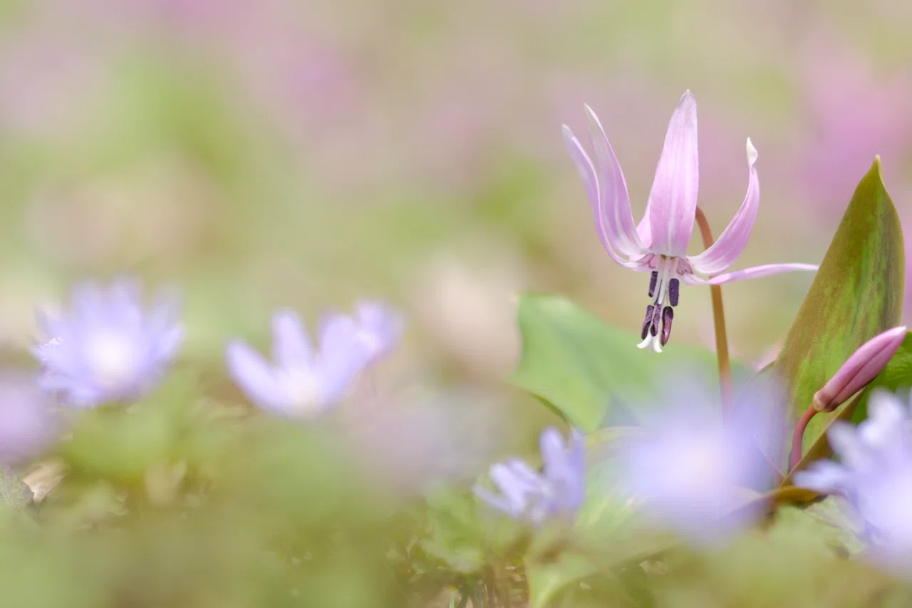 カタクリの可憐な花と山野草｜あ〜さ☆