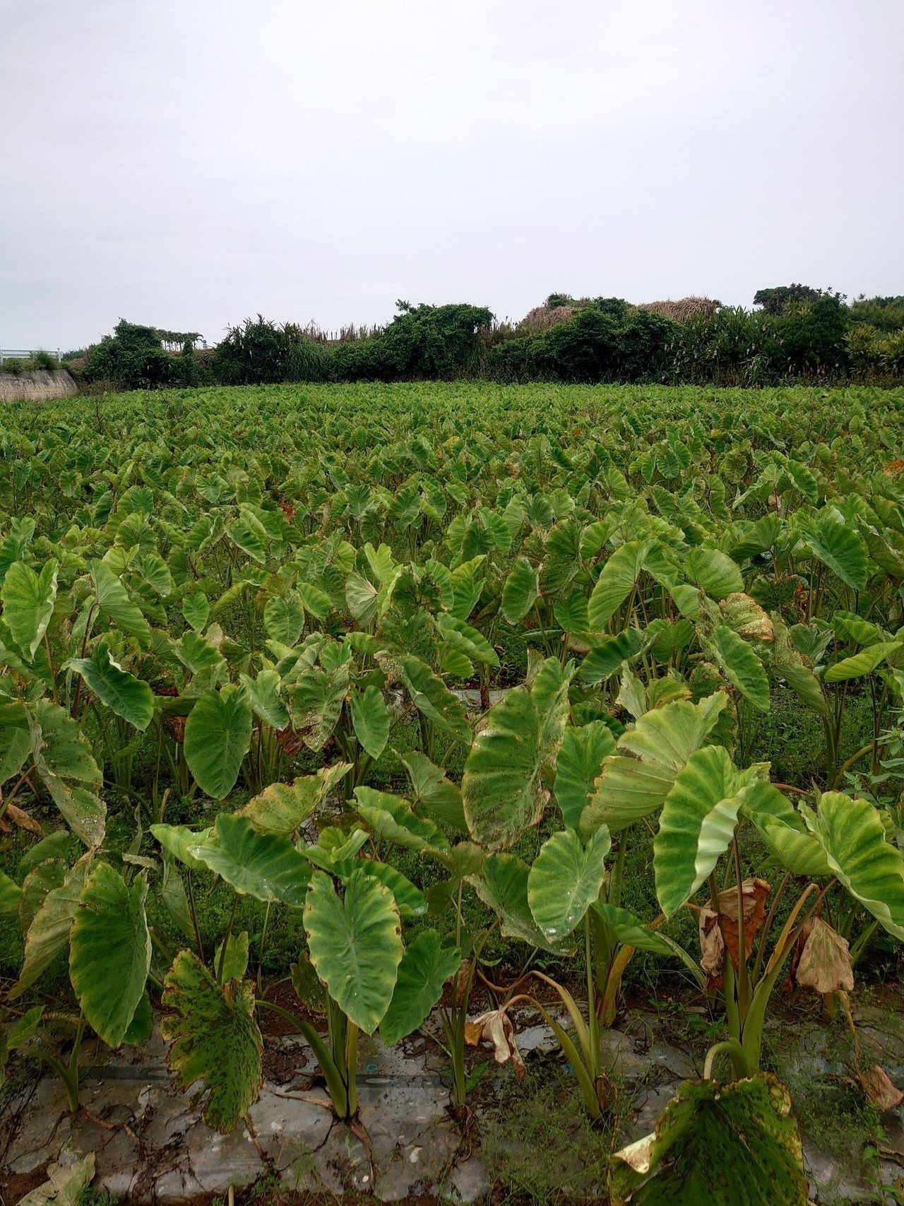 里芋収穫 Panaurumgic Note