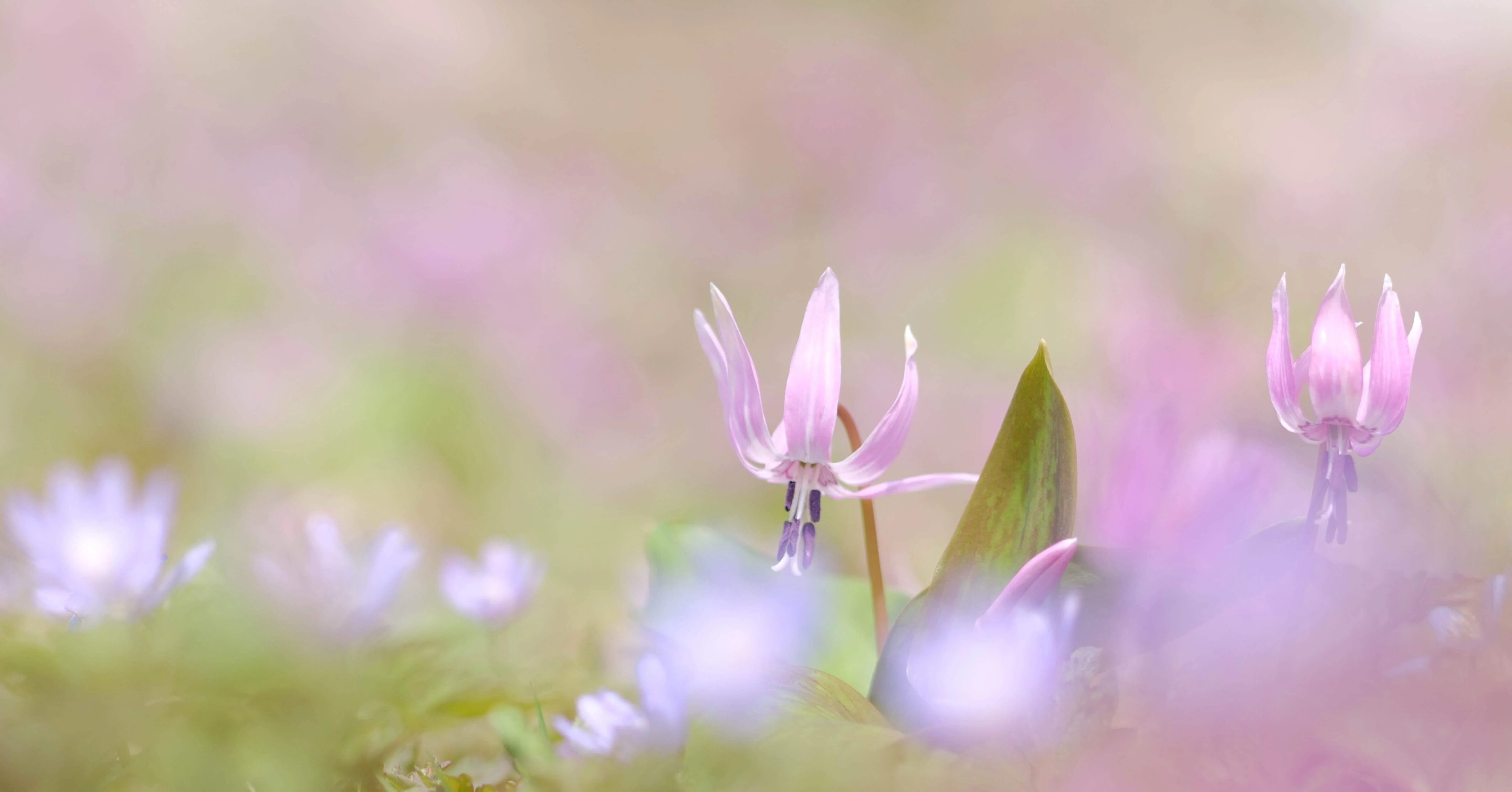 k*9様 １山野草　カタクリ草　カタクリソウ白花系ピンク k*9様 1山野草 カタクリ草 カタクリソウ白花系ピンク 【公式通販】