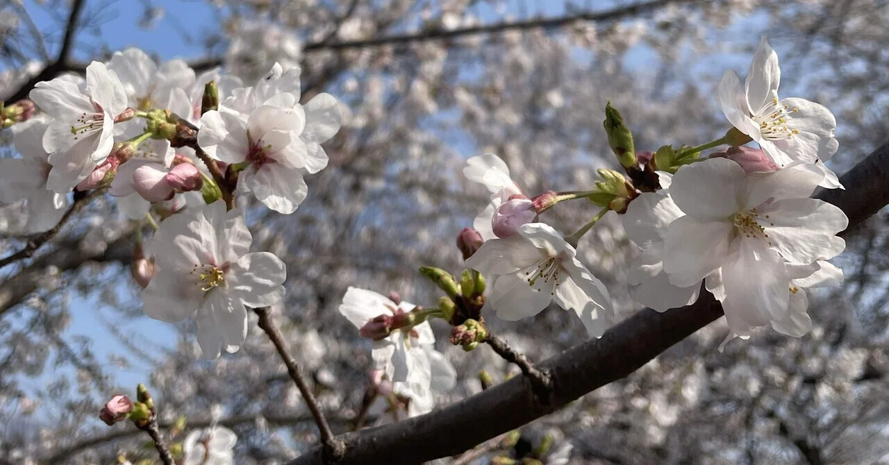 🌸2026東京の桜は満開の週末！やなか桜さんぽ｜サクラ｜無理なく楽しむ