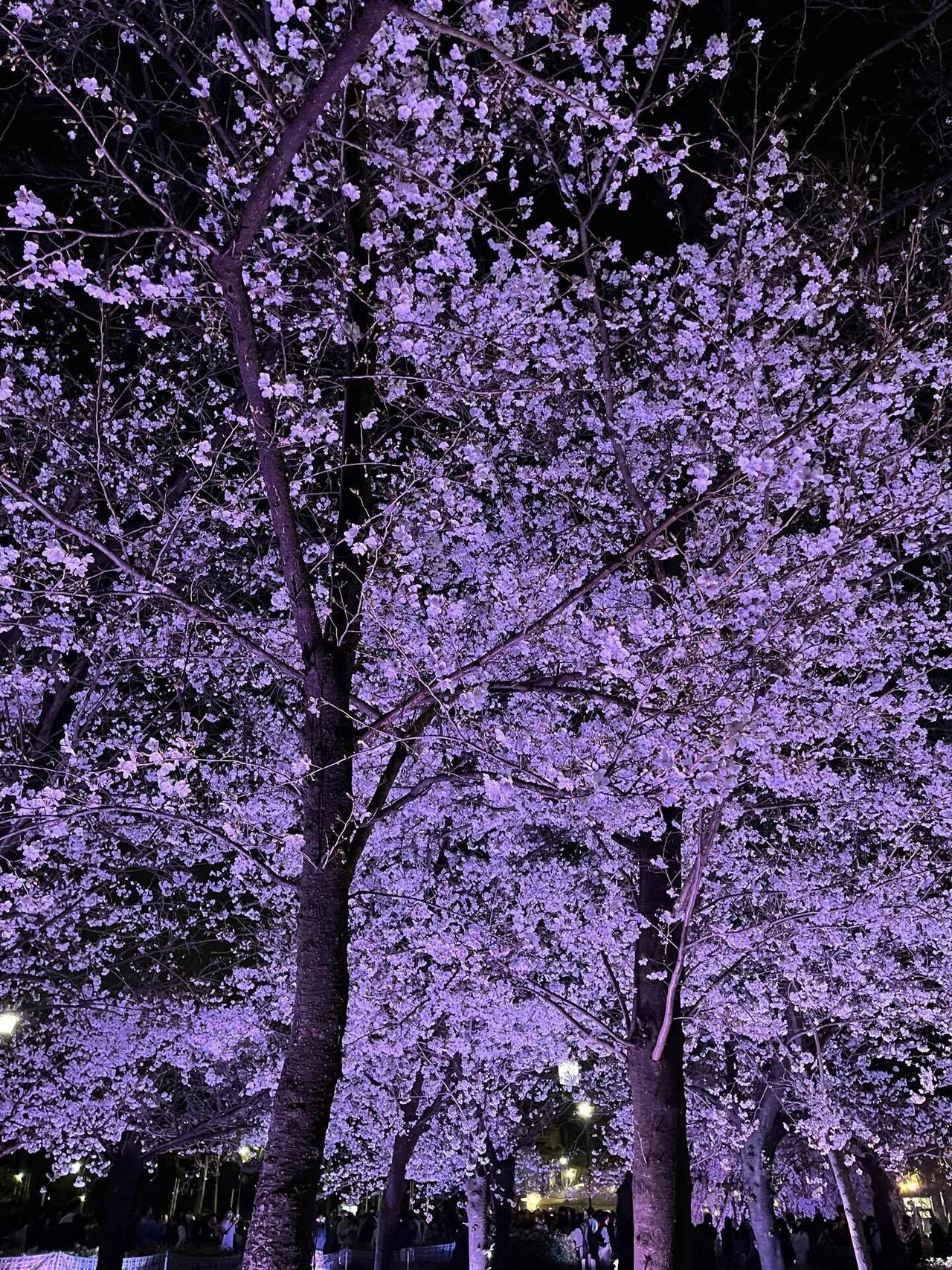 🌸 名古屋の夜桜と、食欲に負けた話。｜オヌ