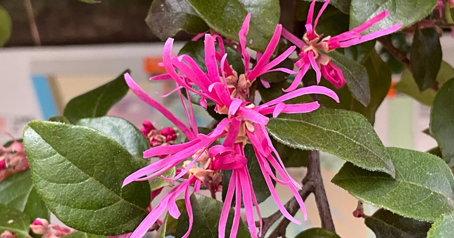 Chinese Fringe Flower (Kyoto Botanical Gardens): March 29, 2026