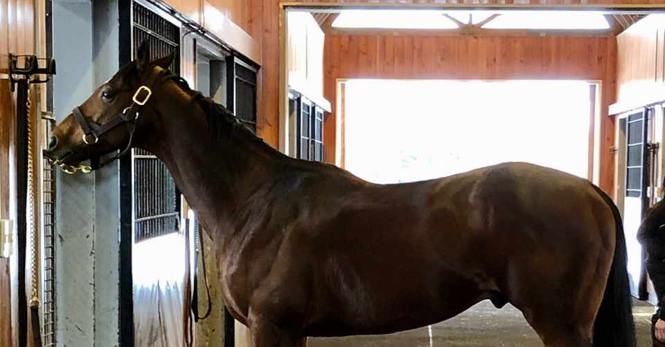 ７３ 一口馬主vol30 おすすめのサイト一口馬主dbについて なんでも65点 ヒトクイ Note