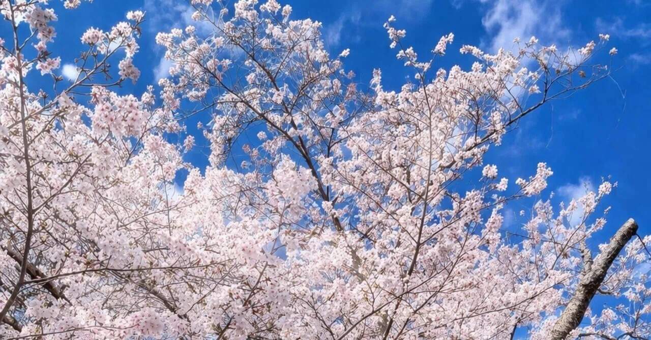 フォロワーさま1000名──桜の時期に感謝を込めて🌸｜いちごいぬ