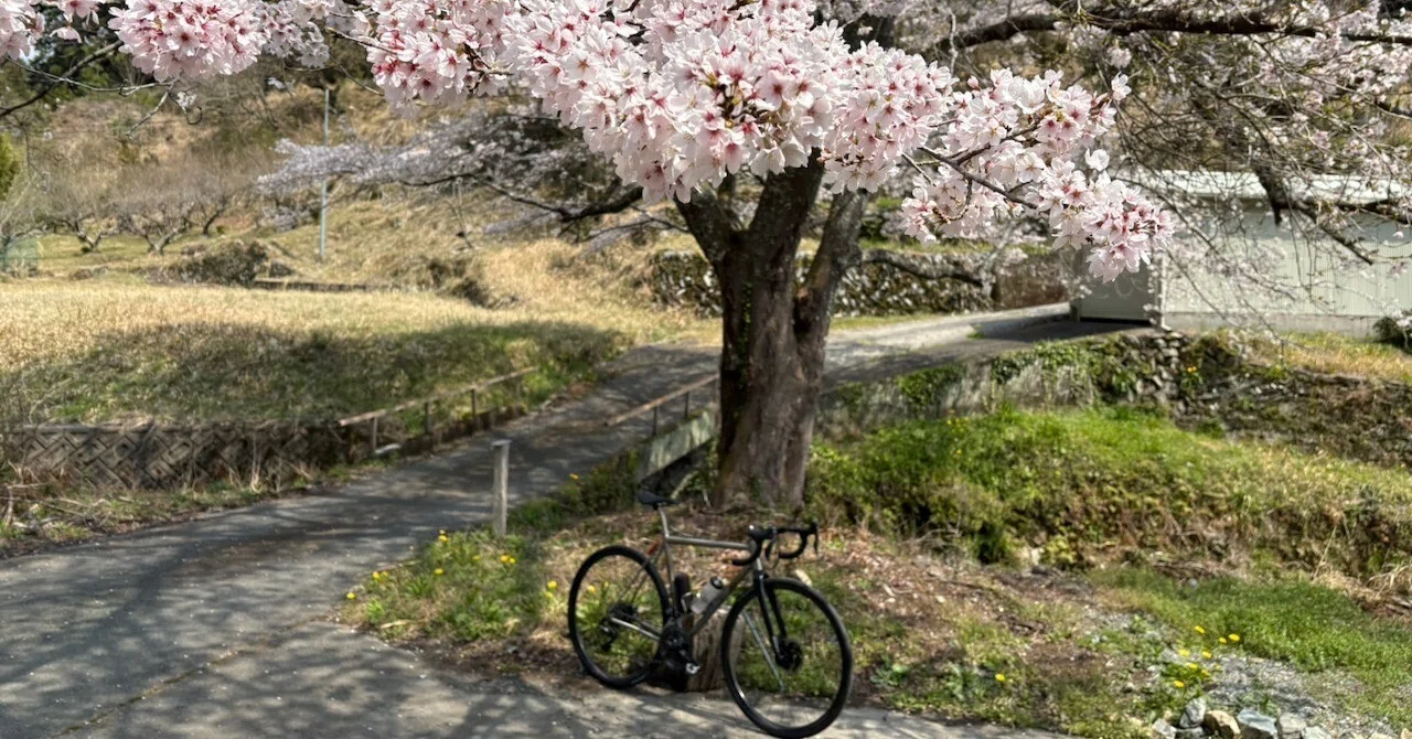 桜花 今年もバイクと桜を撮ることができました🏍️🌸 桜の時期のツーリング