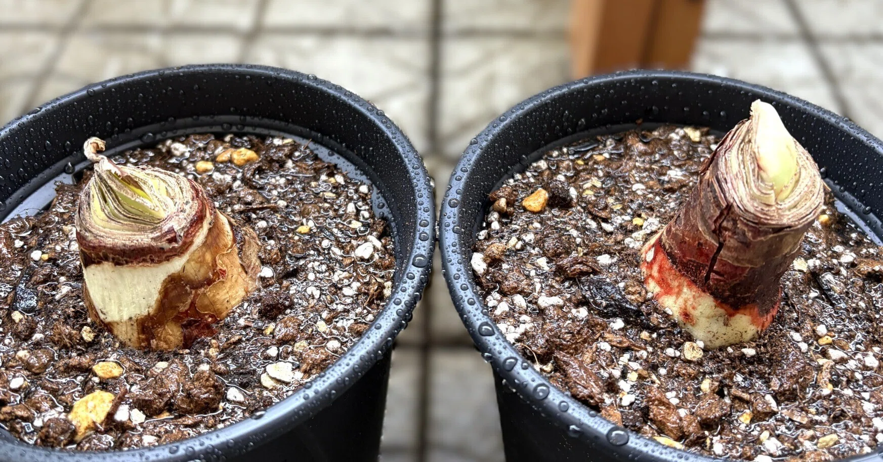 アマリリス(ヒッペアストラム)｜初めての春植え球根、室内で花が咲く