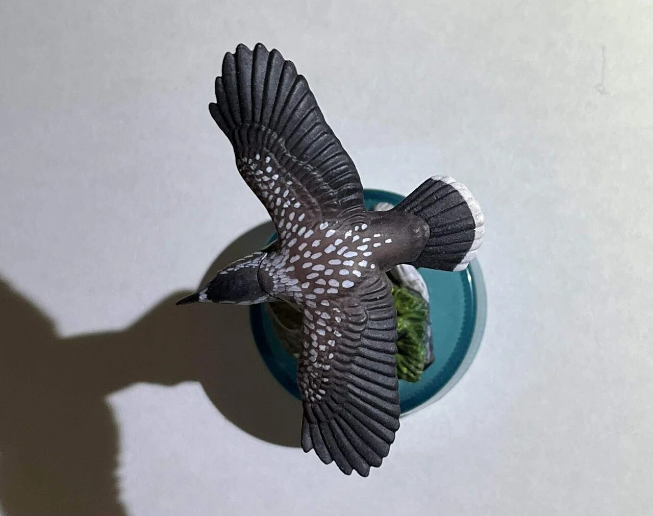 ホシガラスの翼標本、尾羽根 サントリー天然水のおまけBIRDTALES-3「ホシガラス」を手に取ってみた