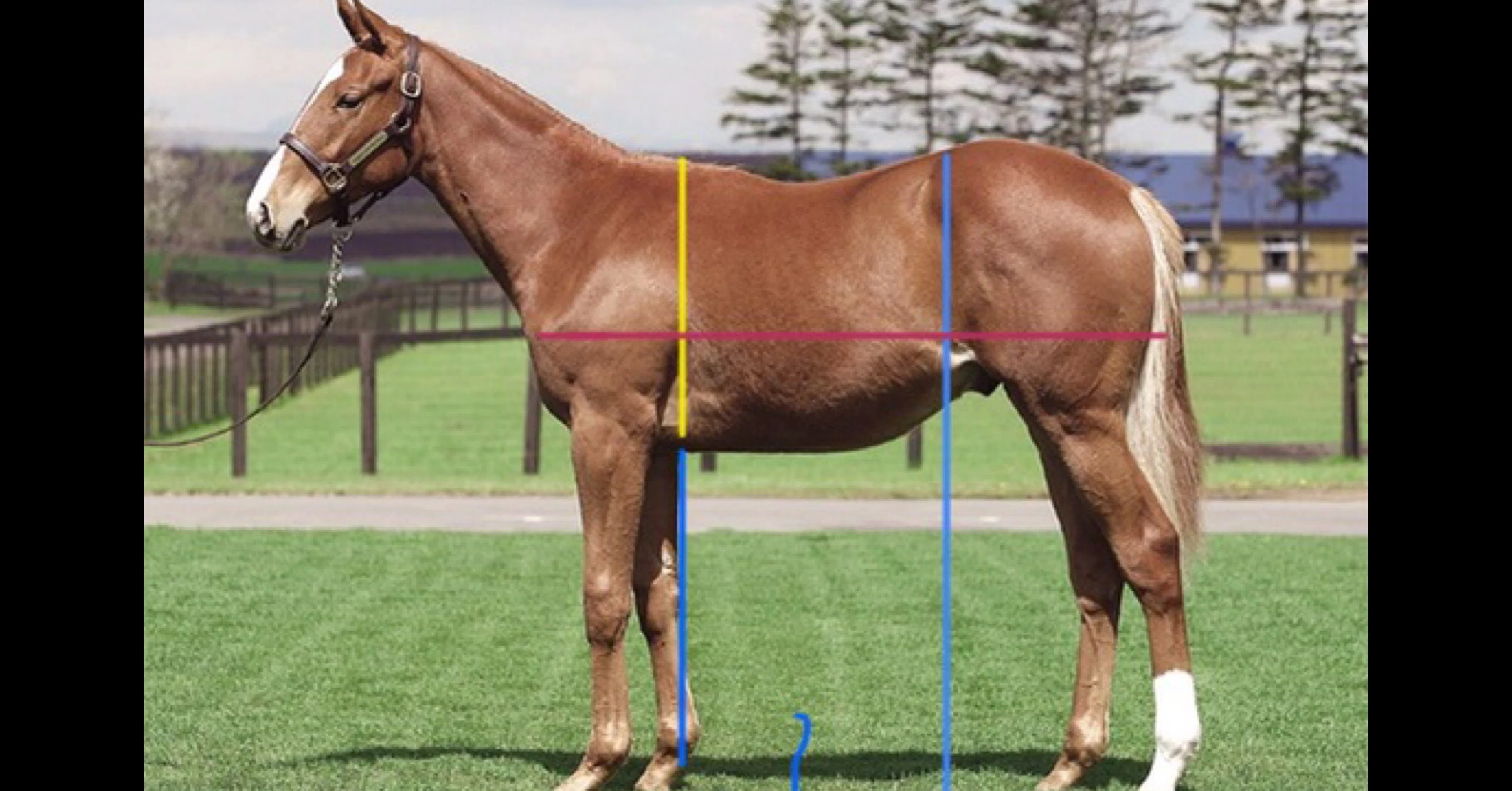 馬体の見方について 一口馬主 馬体 いっちゃんねる Note 馬体の見方について 一口馬主 馬体 いっちゃんねる Note