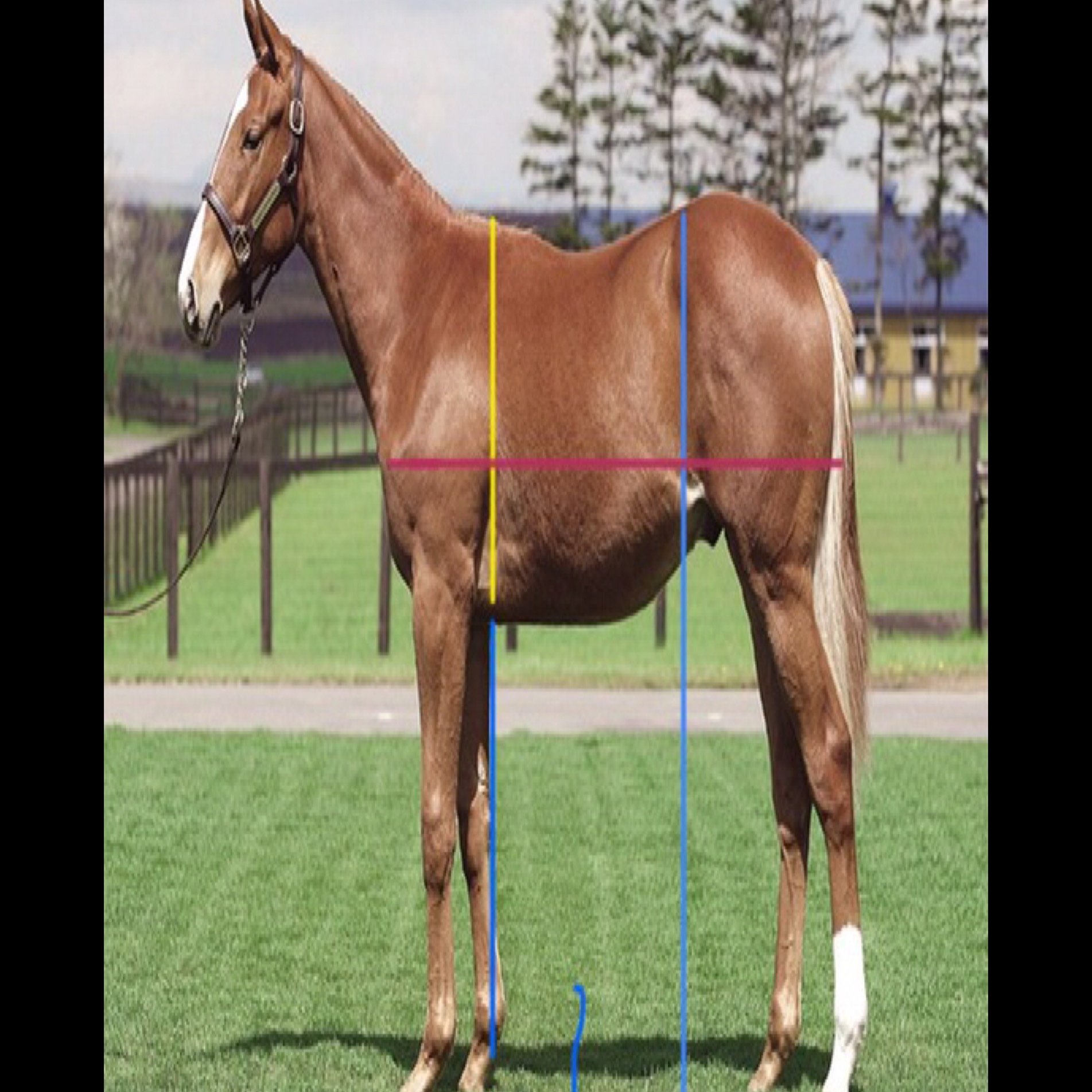 馬体の見方について 一口馬主 馬体 いっちゃんねる Note