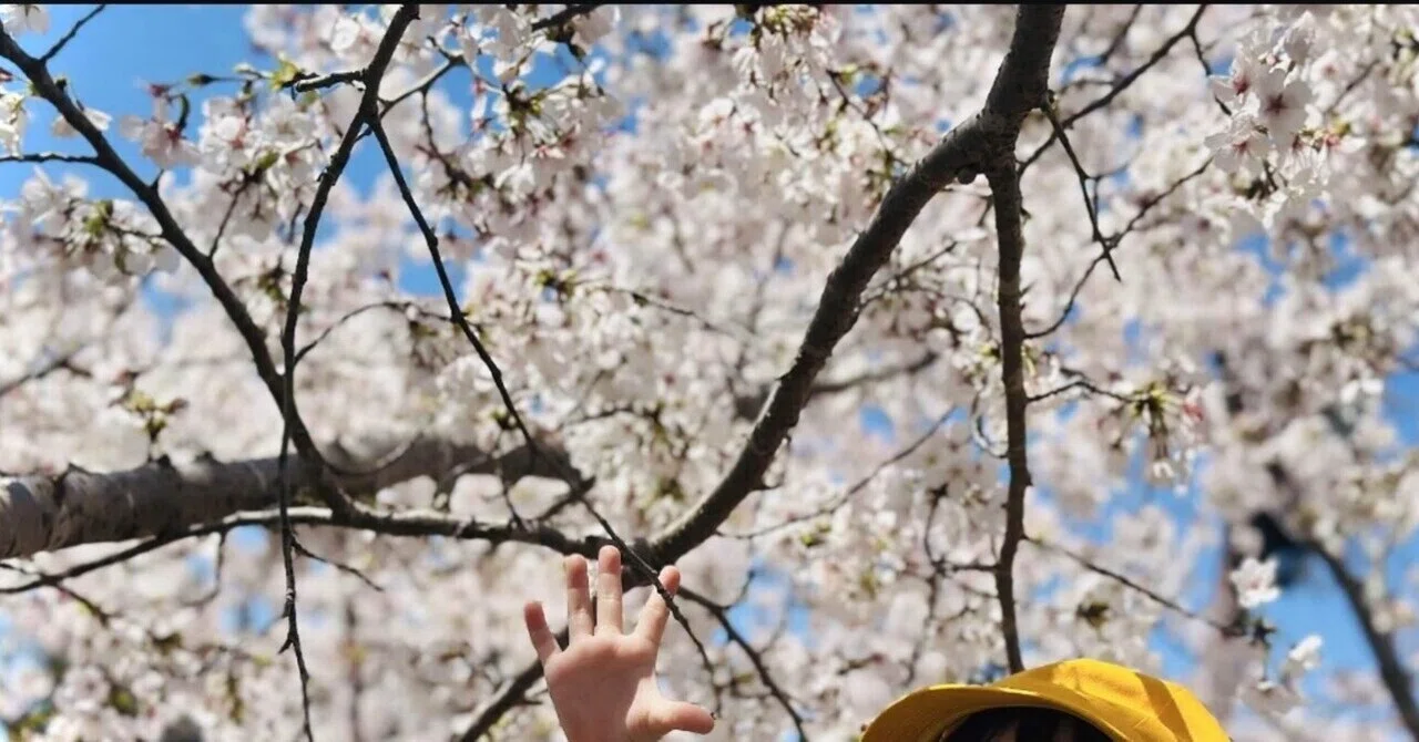 作品16 桜の木の盆栽｜IKUMA M