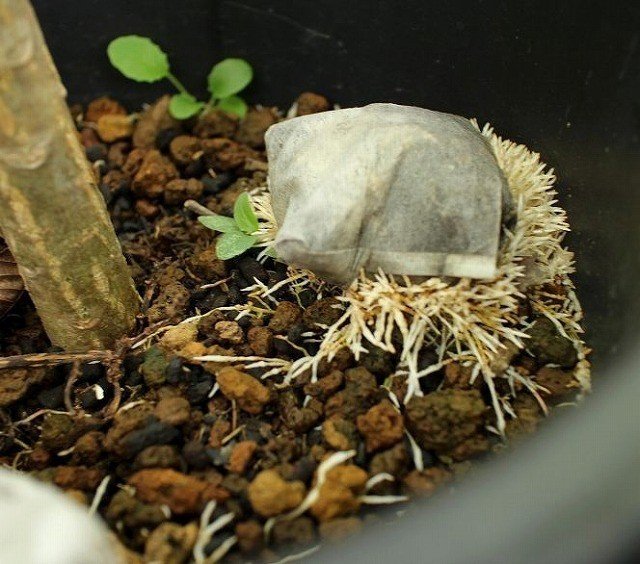 クイズ形式で学ぶプルメリアの水やり 5月 11月の生育期編 Hoppie Note クイズ形式で学ぶプルメリアの水やり 5月 11月の生育期編 Hoppie Note