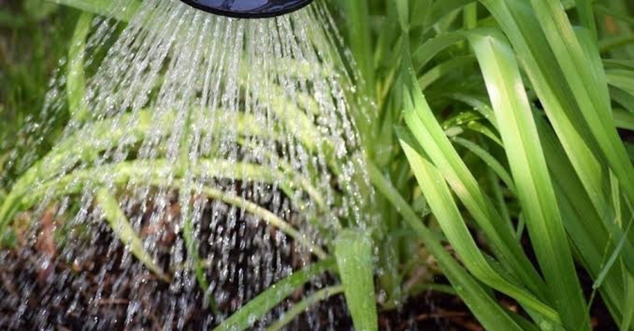 クイズ形式で学ぶプルメリアの水やり 5月 11月の生育期編 Hoppie Note クイズ形式で学ぶプルメリアの水やり 5月 11月の生育期編 Hoppie Note