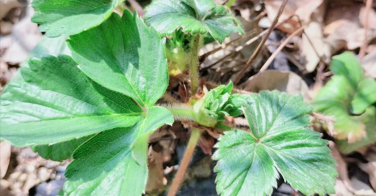 極小🤏🏻家庭菜園】去年から放置して枯れかけた「いちご苗」🍓一縷の