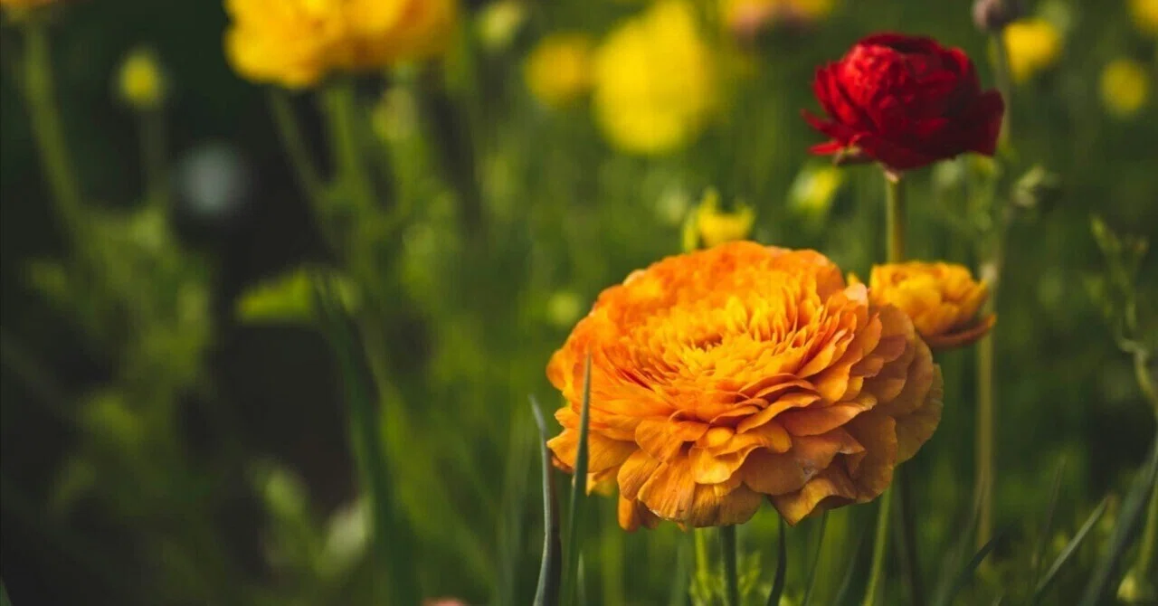 超レア DIR EN GREY Ranunculus オルゴール direngrey_art201808.jpg?