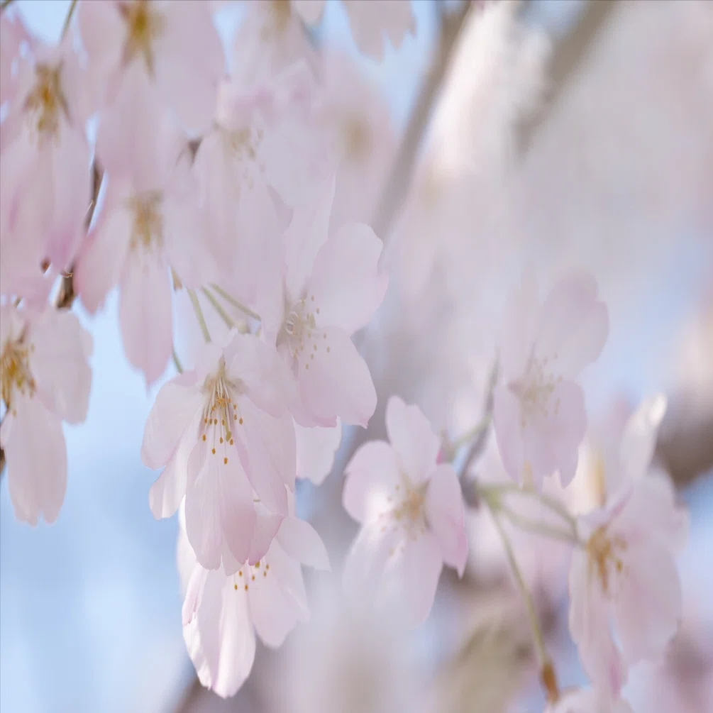 桜（東京）：Z 100-400mm f/4.5-5.6 VR S｜@infinity.909