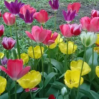 REONノ花