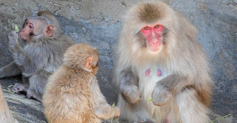 猿の離乳食や日本の離乳食の歴史について