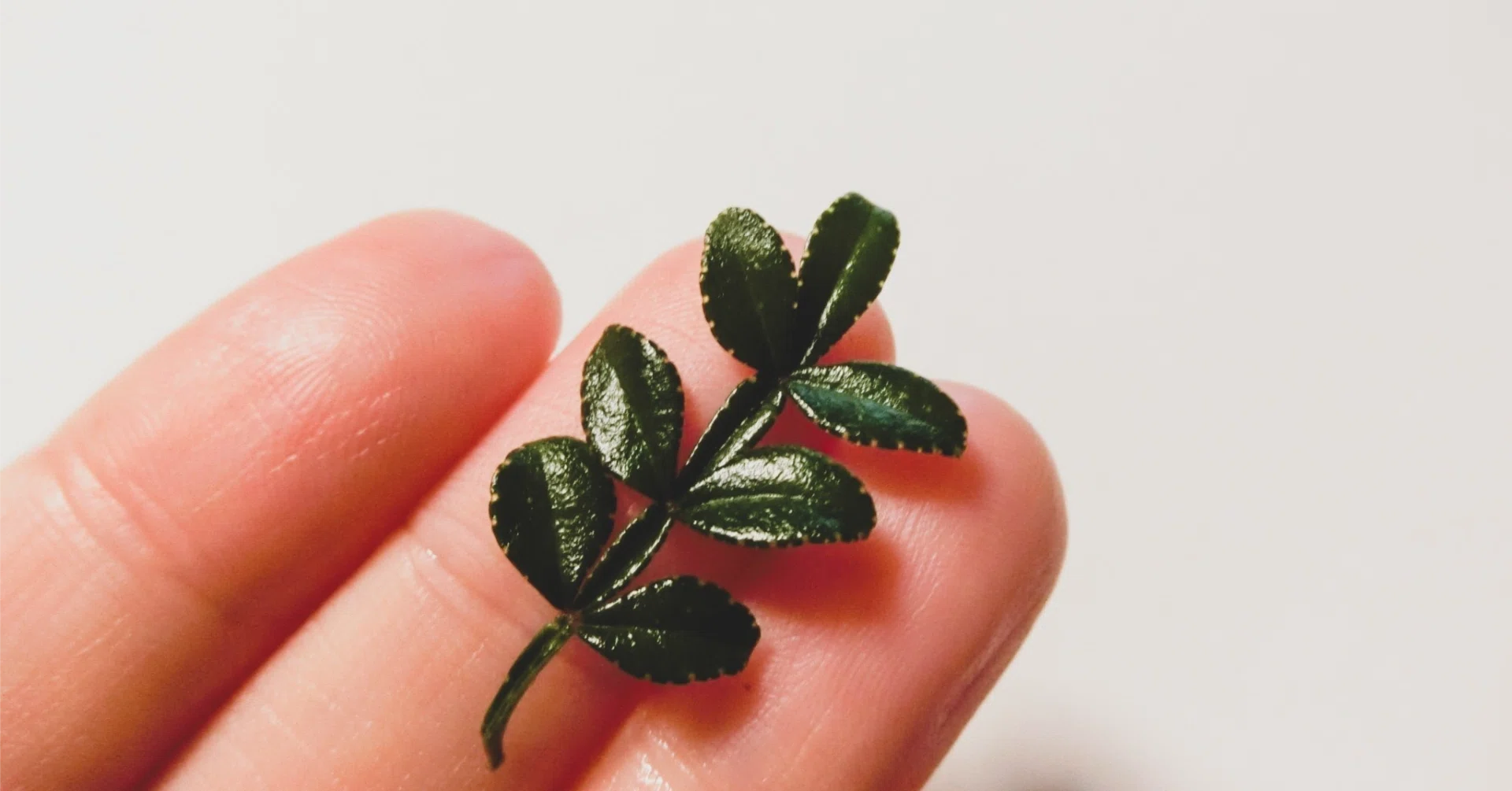 自分の庭に自生している山椒の新芽を初めて食べたらめちゃくちゃ 