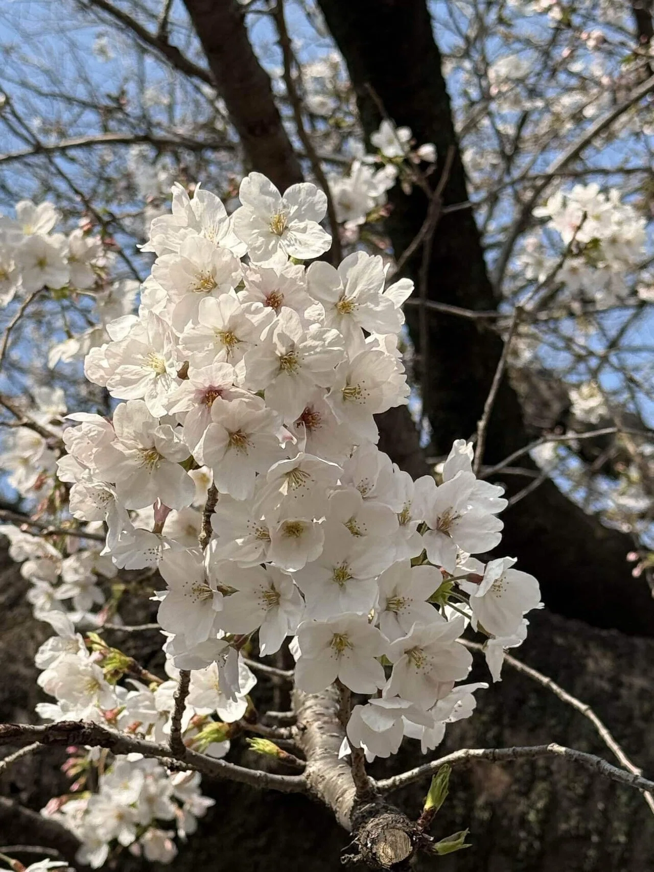 ソフィア通りの土手の桜｜桔梗の花🇯🇵 도라지🇰🇷