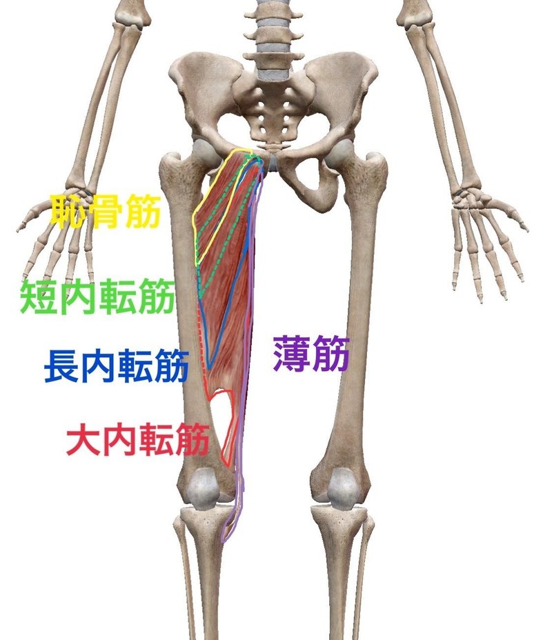 解剖学vol 15 内転筋群 パーソナルトレーナー沢田 翔 Note