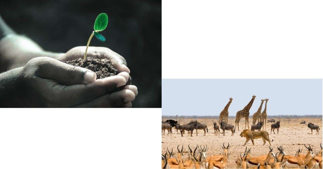 動物と植物の違いはどこに Jun Note