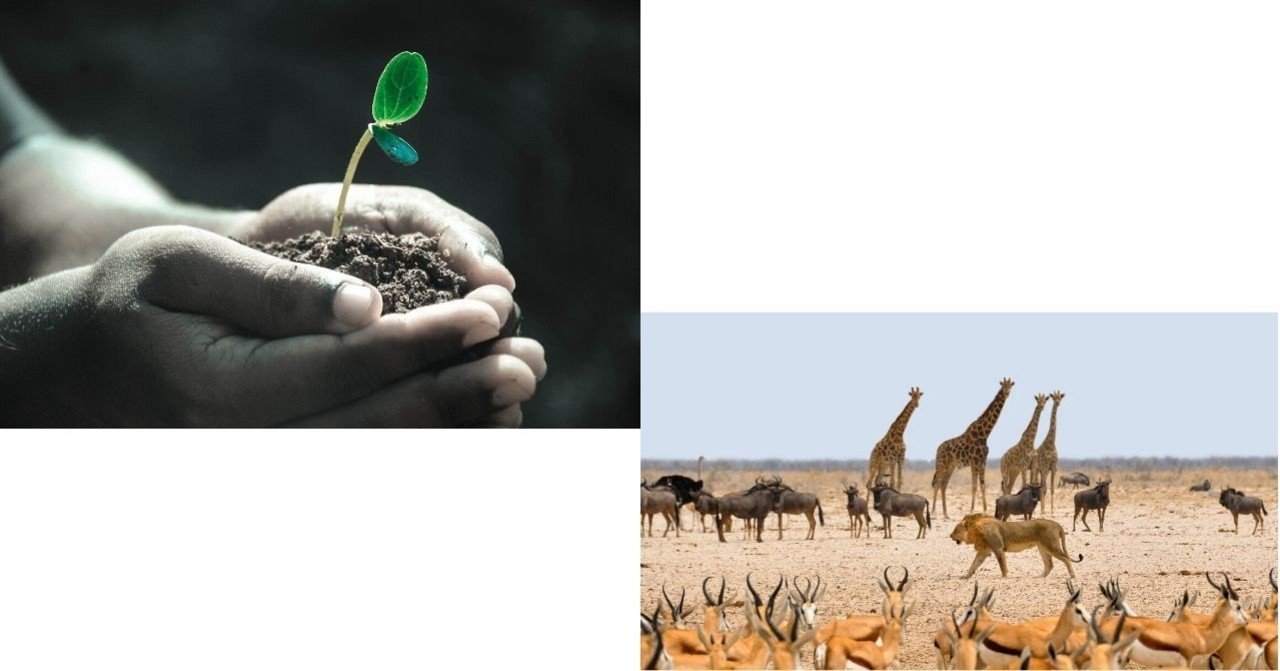 動物と植物の違いはどこに Jun Note
