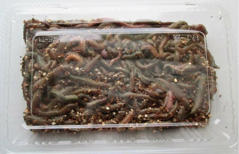 連載 魚釣り初心者が初めての1匹を釣る為の釣り講座 河口のハゼ釣り 釣り業界のプリンス しゅんp Note