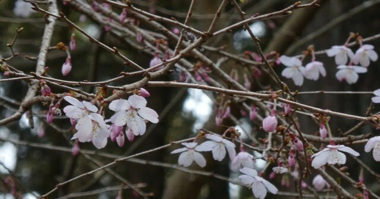 桜2026 その5 フジザクラ｜waiwai