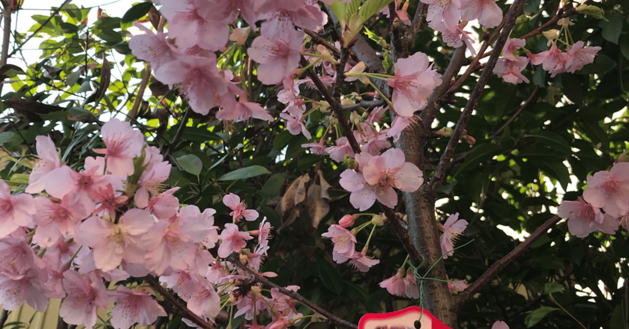 河津桜 さくらんぼ が 桜嘉 Note