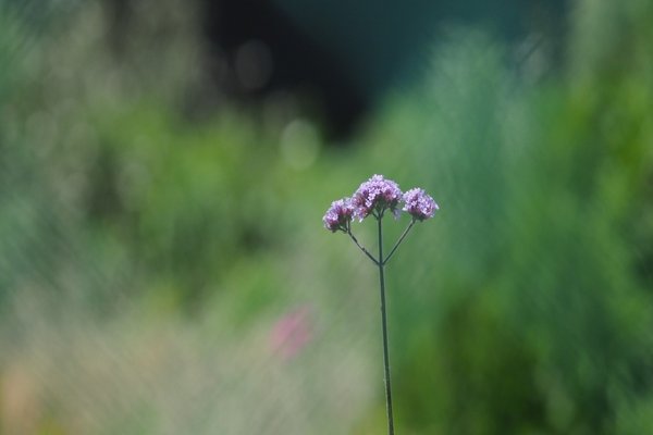 ウスベニカノコソウ の新着タグ記事一覧 Note つくる つながる とどける