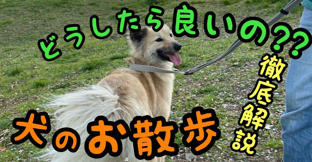 どうしたらいいの お散歩の考え方 やり方 教え方まで徹底解説 ドッグライフサポーター 獅子パパ Note どうしたらいいの お散歩の考え方 やり方 教え方まで徹底解説 ドッグライフサポーター 獅子パパ Note
