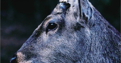 邦楽 toe - The Book About My Idle Plot On A ~ Amazon.co.jp: the book about my idle plot on a vague anxiety