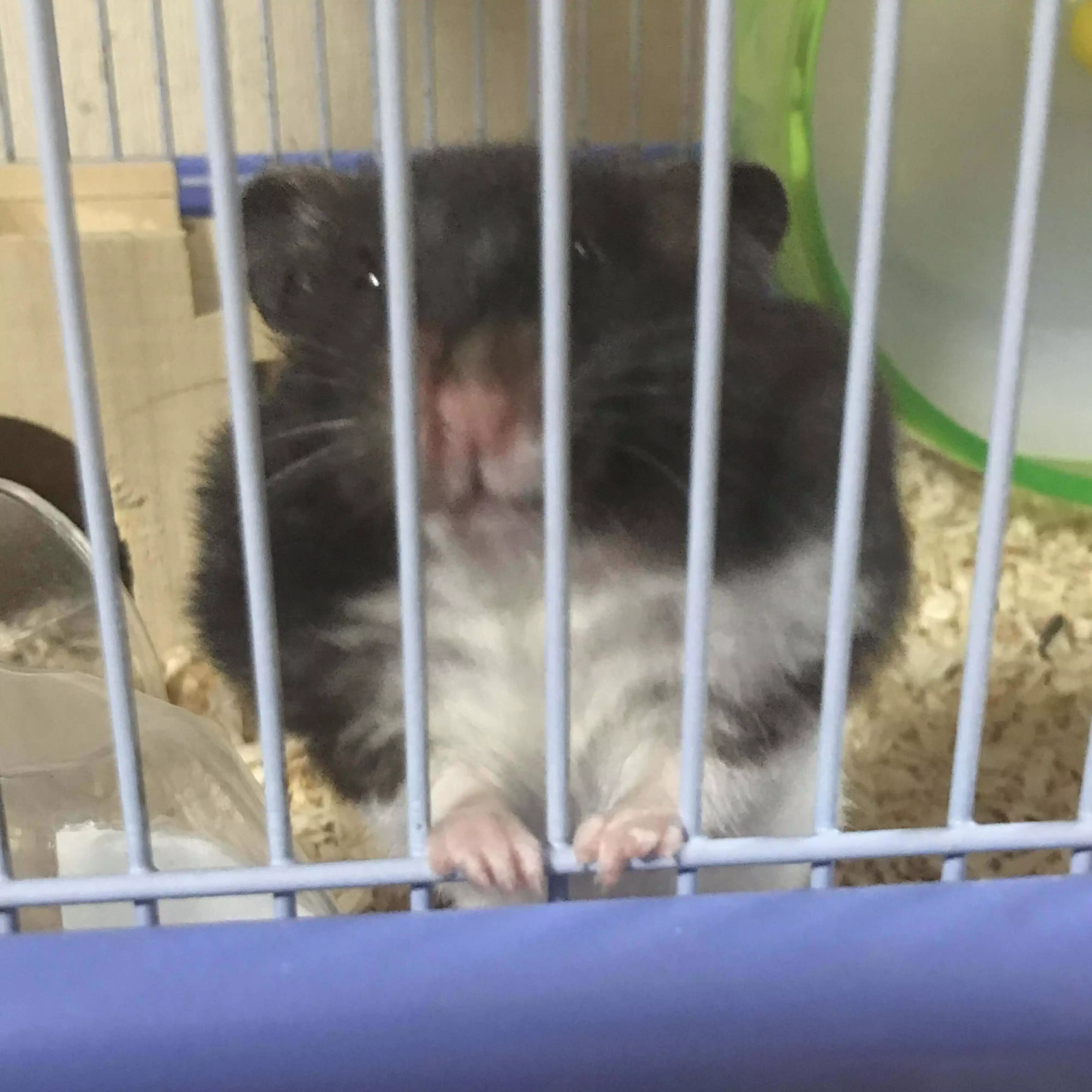 ほよよ