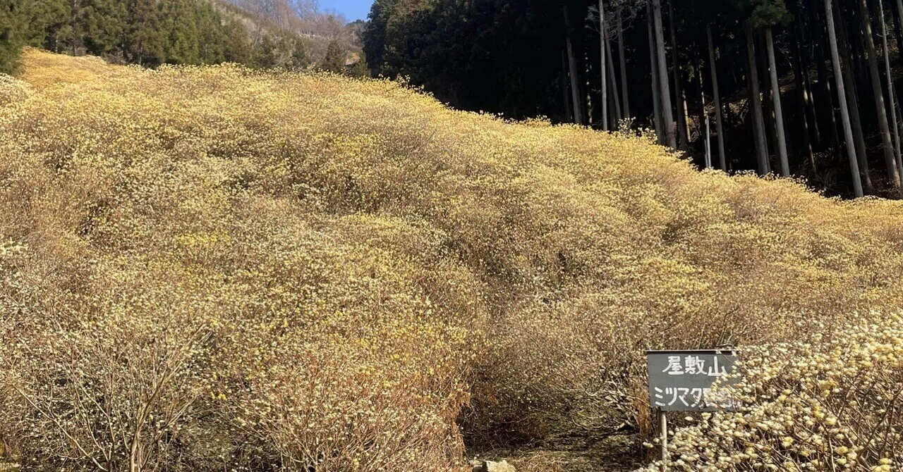 屋敷山のミツマタ群生地からわたらせ渓谷鉄道の花桃祭りへ🎵花巡りの一