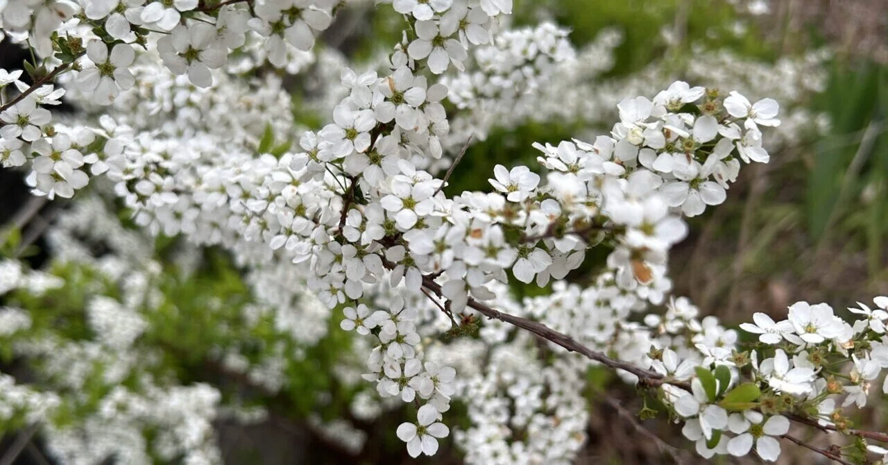 花春ページ お庭をぐるり 春の花が次々開花しています🌸｜ライラック